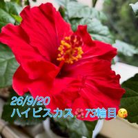 ハイビスカス,ワイルド,熱帯植物,癒しの空間,おうちジャングルの画像