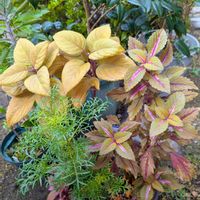 ハナニラ,コスモス,コリウス,ツバキ,高砂の翁の画像