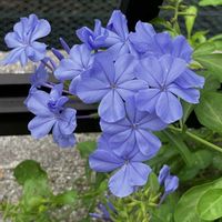 ベゴニア,ホウセンカ,ルリマツリ,ミニバラ,おじぎそうの花の画像