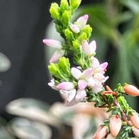 カルーナ,ヤブランの実,ヤブランの実,花に癒されて,カルーナの花の画像