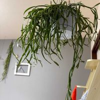 リプサリス,観葉植物,成長記録の画像