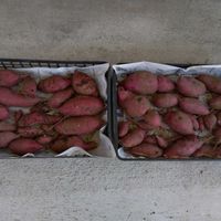 秋の味覚,キッチン,家庭菜園の画像