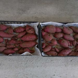 秋の味覚,キッチン,家庭菜園の画像