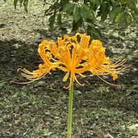 チコリ,ハマナス,百日草,ショウキズイセンの画像