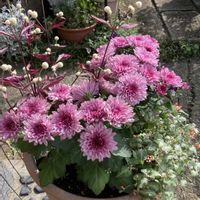 フローラマム マウントオビスク,寄せ植え,花のある暮らし,おうち園芸,花咲く乙女たち♡の画像