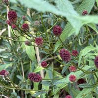 ワレモコウ,ナチュラルガーデン,庭の宿根草,お庭の花たち,花と暮らすの画像