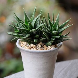 多肉植物,ベランダガーデニング,多肉植物のある暮らし,お気に入りの鉢,癒し…♡の画像