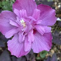 ムクゲ,花のある暮らし,植物大好き,皆様に感謝,自然の恵みに感謝の画像
