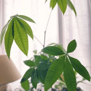 パキラ,窓辺の画像