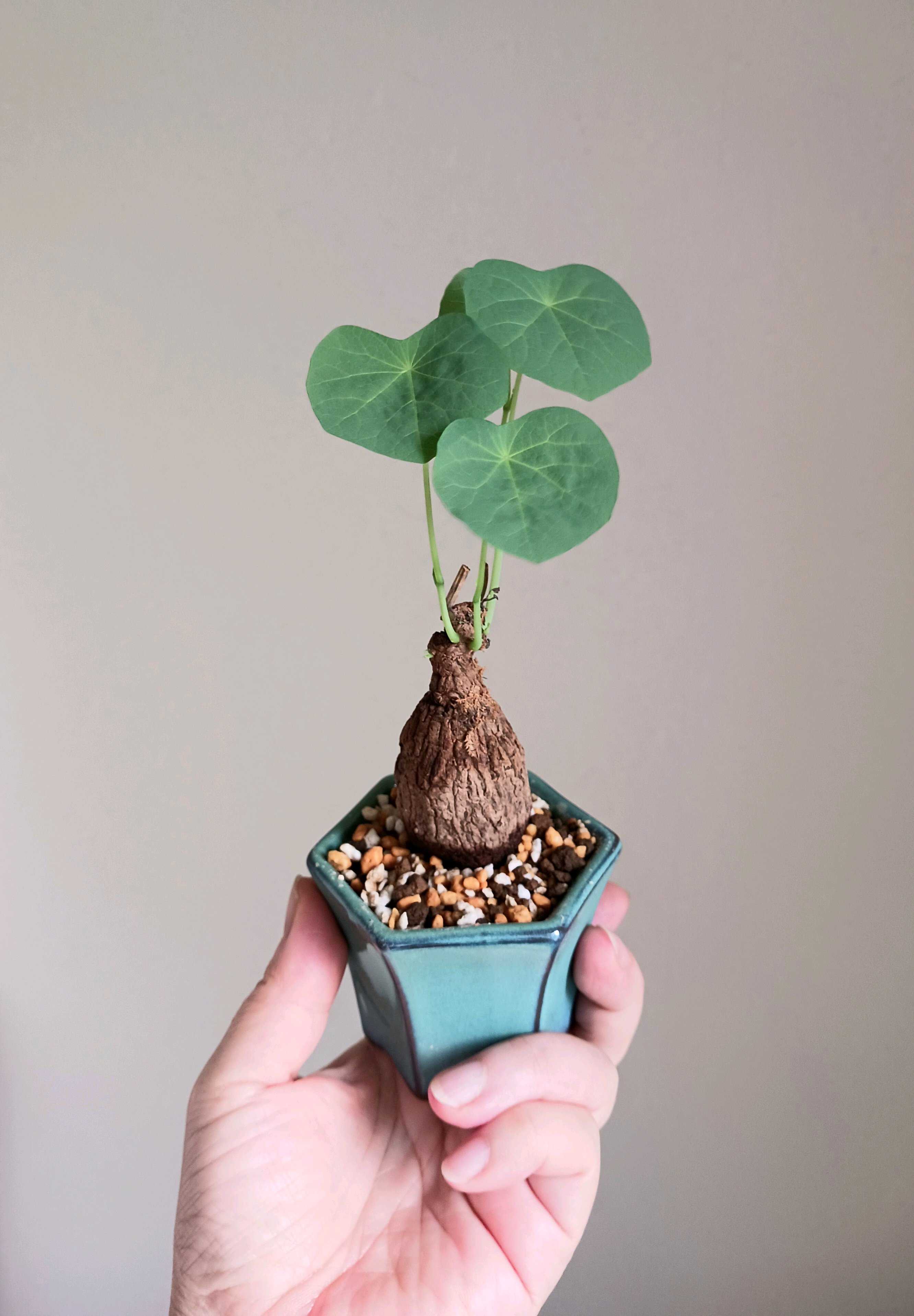 塊根植物・コーデックス｜🍀GreenSnap（グリーンスナップ）