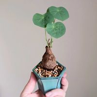 観葉植物,塊根植物,コーデックス,葉っぱ,葉っぱ好きの画像