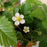 ワイルドストロベリー,癒される,白い花,花のある暮らし,no green no lifeの画像