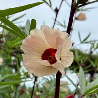 ローゼル,ローゼル,コルチカム(イヌサフラン),コルチカム(イヌサフラン),ローゼルの実。の画像
