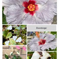ブライダルベール,ワタ,ホヤ・カルノーサ・リップカラー,ハイビスカス  デニムブルー,my plantsの画像