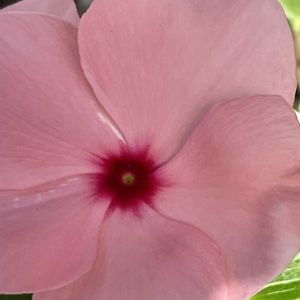 ニチニチソウ,花壇,ガーデニング,山野草,キョウチクトウ科の画像