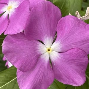ニチニチソウ,花壇,ガーデニング,山野草,キョウチクトウ科の画像