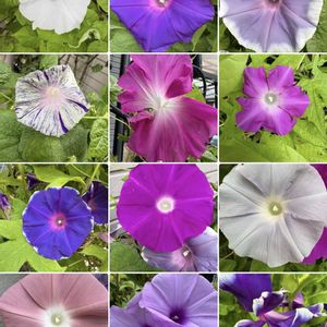 朝顔,朝顔,花のある暮らし,お楽しみ❀.(*´▽`*)❀.,2026年朝顔日記の画像