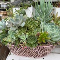 寄せ植え,多肉植物,ガーデニング,植物のある暮らしの画像
