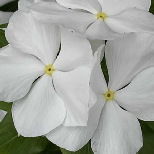 ニチニチソウ,花壇,ガーデニング,山野草,キョウチクトウ科の画像