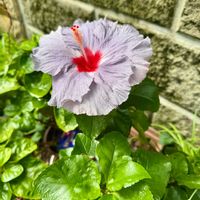 ハイビスカス,ハイビスカス  デニムブルー,大輪,南国植物,Kays_gardenの画像