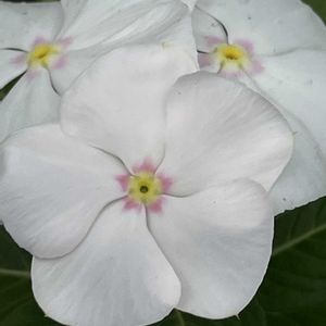 ニチニチソウ,花壇,ガーデニング,山野草,キョウチクトウ科の画像