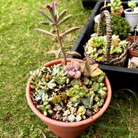 多肉植物,多肉寄せ植え,多肉大好き,毛虫に注意,つながりに感謝の画像