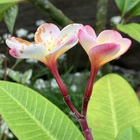 ハイビスカス,プルメリア,多肉植物,塊根植物,コーデックスの画像