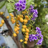 デュランタ,デュランタ,デュランタの黄色い実,クマツヅラ科,散歩道の花の画像