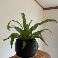 アスプレニウム,窓辺の画像