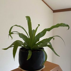 アスプレニウム,窓辺の画像