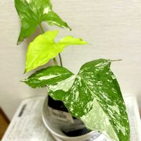 ガーデニング,花のある暮らし,わんこと一緒,バルコニスト,虫にも負けないの画像