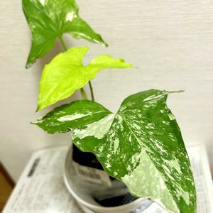 ガーデニング,花のある暮らし,わんこと一緒,バルコニスト,虫にも負けないの画像