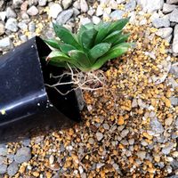 ハオルチア,ハオルチア オブツーサ,多肉植物,ハオルチア属,多肉大好きの画像