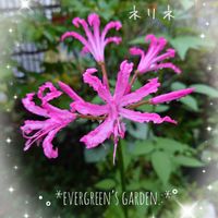 ネリネ,ダイヤモンドリリー,ネリネ(ダイヤモンドリリー),ピンクの花,プランター植えの画像