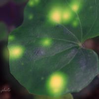ツワブキ,いつもありがとう♡,多重露出,ファインダー越しの私の世界,キリトリセカイの画像