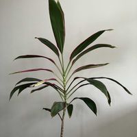 ドラセナ,長い付き合い,剪定,観葉植物好き,グリーンいっぱいの部屋の画像