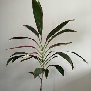 ドラセナ,長い付き合い,剪定,観葉植物好き,グリーンいっぱいの部屋の画像