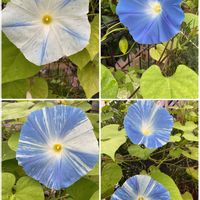 ローズゼラニウム,朝顔,西洋朝顔 フライングソーサー,花壇,GS日和の画像