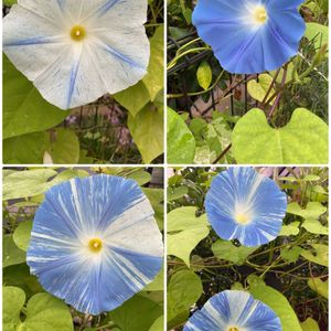 ローズゼラニウム,朝顔,西洋朝顔 フライングソーサー,花壇,GS日和の画像