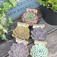 茜小鶴,茜小鶴,クレムシャンティ,クレムシャンティ,コッペチーノ.の画像