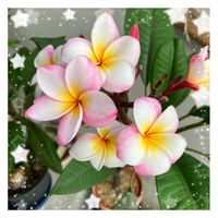シコンノボタン,ブルメリア,ヒガンバナ(白色),鉢植え,花友さんに感謝♡の画像