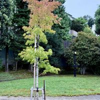 モミジ,紅葉,可愛らしい,花のある暮らし,紅葉（こうよう）の画像
