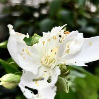 バイカウツギ,バイカウツギ,梅花空木（バイカウツギ）,癒される,瑞々しいの画像