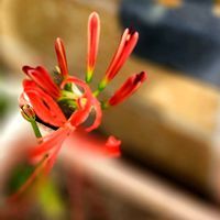 カタバミ,彼岸花  曼珠沙華,曼珠沙華,ハナカタバミ,花のある暮らし♡の画像