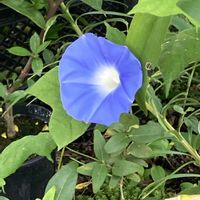 アサガオ,マツバボタン,ヤブラン,ロータス ブリムストーン,枸杞（クコ）の花の画像