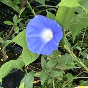 アサガオ,マツバボタン,ヤブラン,ロータス ブリムストーン,枸杞（クコ）の花の画像