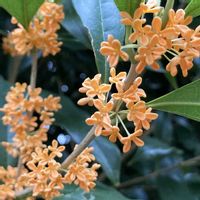 キンモクセイ,植栽,東京都農林総合研究センター,われら樹木探検隊の画像