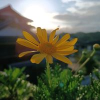 ツバキ,ツバキ,ユリオプスデージー,ユリオプスデージー,花のある暮らしの画像