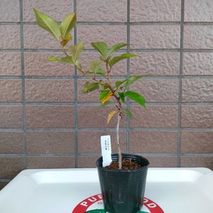 フジザクラ,フジザクラ 美桜の舞,小品盆栽,ミニ盆栽,ベランダーの画像