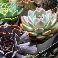 シャビアナ,モンロー,エケベリア属,no green no life,多肉植物のある暮らしの画像